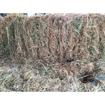 PASTURE HAY SQUARE BALE ***LOW SUGAR & ARGT TESTED***